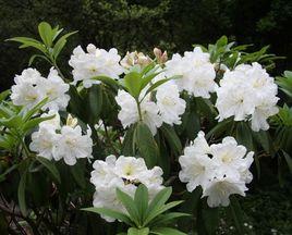 純白杜鵑 純白杜鵑