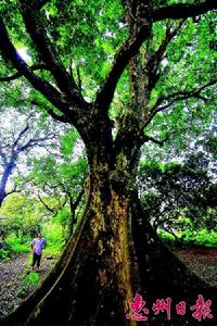 當年，葉劍英率眾將士種下的荔枝樹