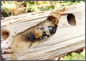 粗鞘雙條杉天牛 粗鞘雙條杉天牛