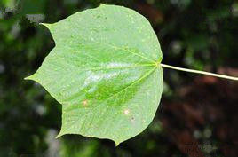 雷波槭(原亞種) 雷波槭(原亞種)