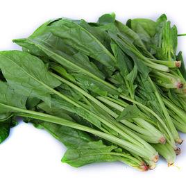 日本大葉菠菜 日本大葉菠菜