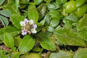 大二郎箭 大二郎箭