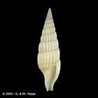 黑帶蛹筆螺 黑帶蛹筆螺