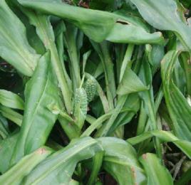 萬年青花 萬年青花