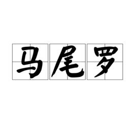 馬尾羅 馬尾羅