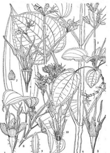 多花肥肉草 多花肥肉草