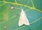 芝麻莢野螟 芝麻莢野螟