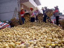 馬鈴薯銷往馬來西亞