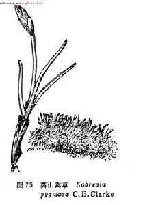 長芒嵩草 長芒嵩草