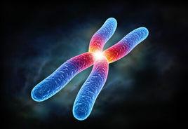 X染色體去活化 X染色體去活化