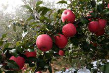 延長[陝西省延長縣]