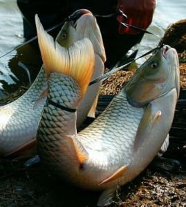 建甌弓魚 建甌弓魚