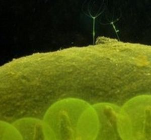 蠑螈共生藻 蠑螈共生藻