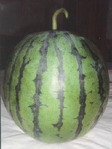 珍奇[西瓜品種：京審瓜2013010]