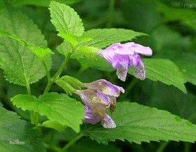 梗花龍頭草 梗花龍頭草