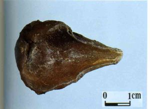 烏頭類生物鹼 烏頭類生物鹼