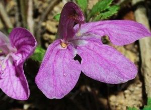 紫毛蕊花 紫毛蕊花