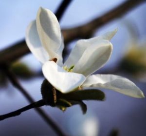 皺葉木蘭 皺葉木蘭