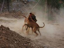 非洲獵獅犬