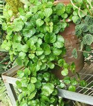 長齒多葉香茶菜 長齒多葉香茶菜