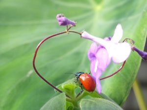 大紅金花蟲 大紅金花蟲