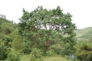 土么塘舊村 土么塘舊村