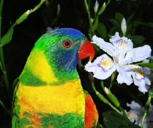 艾德華氏虹彩吸蜜鸚鵡 艾德華氏虹彩吸蜜鸚鵡