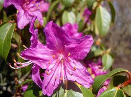 紫花杜鵑 紫花杜鵑