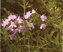 展毛地椒 展毛地椒