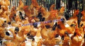 懷鄉三黃雞 懷鄉三黃雞