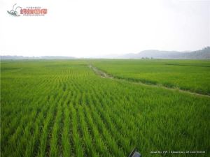 稻田[唐末韋莊詩作]