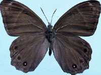 苔娜黛眼蝶 Lethe diana (Butler)