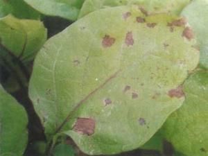 茄子褐斑病 茄子褐斑病