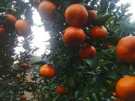 W默科特 W默科特