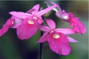 南昆蝦脊蘭 南昆蝦脊蘭