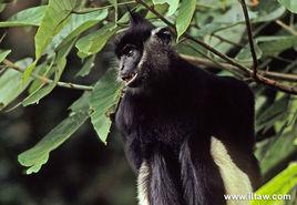 德氏烏葉猴 德氏烏葉猴