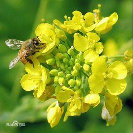 蜂花菌素 蜂花菌素