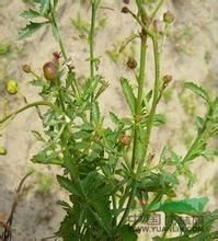 季川馬先蒿 季川馬先蒿