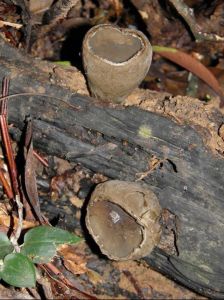 爪哇肉盤菌 爪哇肉盤菌