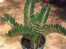 澤米[蘇鐵科植物]