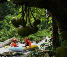 百色大王嶺原始森林景區