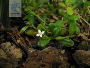 厚葉雙花耳草 厚葉雙花耳草