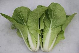 京研快菜 京研快菜