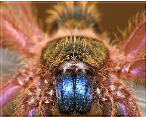 法屬紐幾內亞藍牙 法屬紐幾內亞藍牙