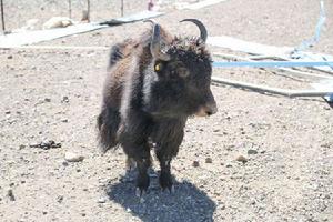 當雄氂牛 當雄氂牛