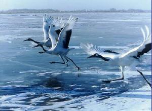 （圖）扎龍保護區