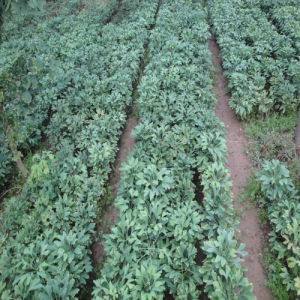 乙氧氟草醚 乙氧氟草醚