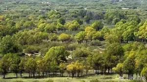 改造後的毛烏素森林