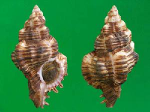 大溪地千手螺 大溪地千手螺