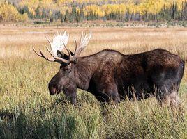 阿拉斯加駝鹿 阿拉斯加駝鹿